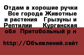 Отдам в хорошие ручки - Все города Животные и растения » Грызуны и Рептилии   . Курганская обл.,Притобольный р-н